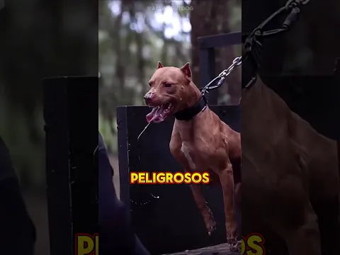 🚨 ¡Los 3 Perros Más Peligrosos del Mundo! 😱🐶 #Shorts