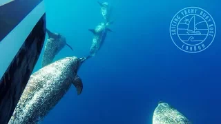 SAILING THE GULF STREAM TO THE USA (Sailing Ruby Rose) Ep 23