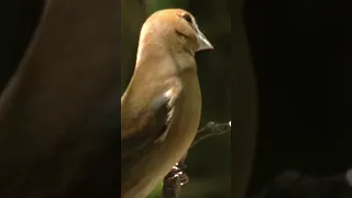 A Flash Of Blue A Whisper Of Song Meet The Blue Grosbeak 