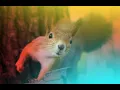 How to Work at Peak Productivity and Avoid Squirrel Time - Management Insight