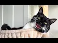 Download Lagu It is highly recommended to talk with a squeaky cat
