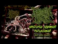 Download Lagu Defenestrated Treachery - Wretched Abdoment Replacement (Angel Ochoa) [Slamming Brutal Death Metal]