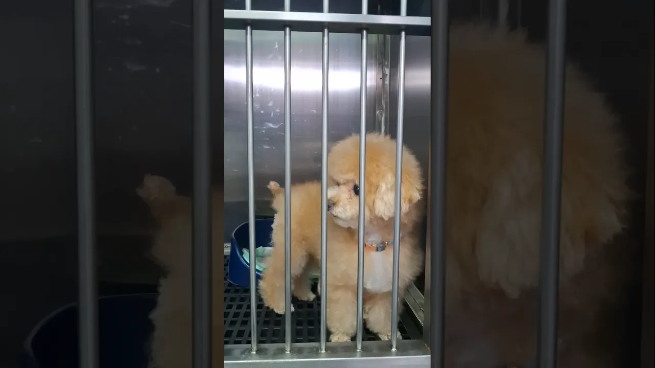 #poodle