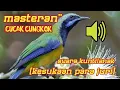 Download Lagu masteran handal cucak cungkok suara kuntilanak