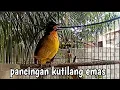 Lagu pancingan kutilang emas
