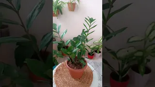 تعالو نكاثر  نبات الزاميا اذا بتحبو اكثار الورق كيف نجحت فيكم تشوفوه  بقناتي أكثار نباتات  زاميا دندنها