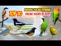 Download Lagu 10 Jenis Burung Kicau Terbaik dan Populer di Indonesia