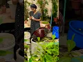 Download Lagu എന്താണ് നിങ്ങളുടെ അഭിപ്രായം #naturelovers #greenlove #garden #uae #home #gardenpond #gardenmakeover