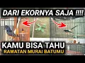 Download Lagu BARU SADAR YA ?? DARI EKORNYA SAJA RAWATAN MURAI BATU INI KITA BISA TAHU