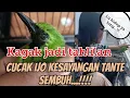 Download Lagu 🔴 Kagak jadi TAHLIAN... Cucak ijo kesayangan sembuh dari sakit mata, si emak g jadi menangis A69