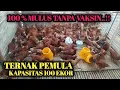 Download Lagu TANPA VAKSIN√PROSES PEMBESARAN AYAM PETELUR DARI DOC SAMPAI PANEN