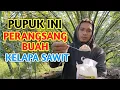 Download Lagu Bongkar Rahasia pupuk ajaib untuk kelapa sawit