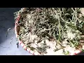 Touch Me Not Plant First Try  | Health Benefits | Chui Mui Plant | Mimosa Pudica