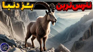 بز کوهی حیوانی که به جاذبه اعتقادی ندارد 