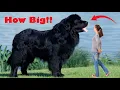 OMG You Won t Believe How Big Newfoundlands Can Get