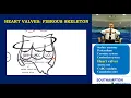 Download Lagu Cardiac Anatomy: Fibrous Skeleton
