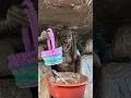 I m the Easter bunny Uncut behind the scenes