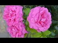 My Lovely Rose Of Clare (Ma belle Rose de Clare)