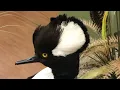 hooded merganser a few FUN FACTS