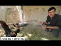 Download Lagu DAKAN XUROZ TOVUQLAT SOTILADI JUDA ARZON TEZ KO'RING.3.05.2025