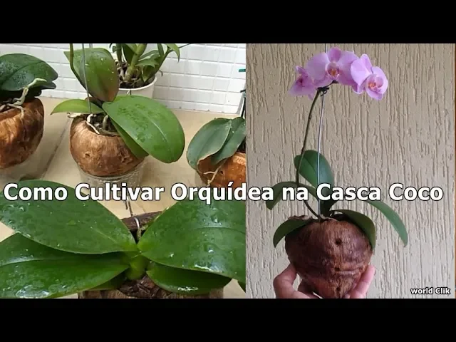 COMO CULTIVAR ORQUÍDEA NA CASCA COCO