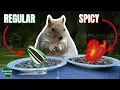 I Tested SPICY Bird Seed VS Squirrels - Here s What Happened