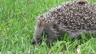 فوائد القنفذ في المنزل 