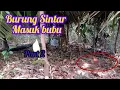 Download Lagu Part 2: Burung Sintar Mata Merah Masuk Bubu