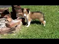 Sheltie Puppies For Sale