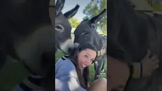 فتاة تداعب الحمار 