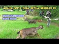 DAPAT RUSA BETINA BESAR SAAT BERBURU BABI HUTAN