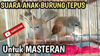 anak burung tepus pipi perak suara kasar untuk masteran