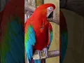 Download Lagu suara burung macaww