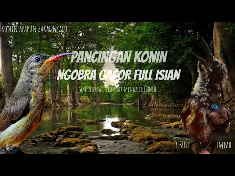 Download MP3 Terapi Konin bahan IJOAN dan TROTOL agar NGOBRA dan GACOR Full Isian || Ocehan kolibri ninja