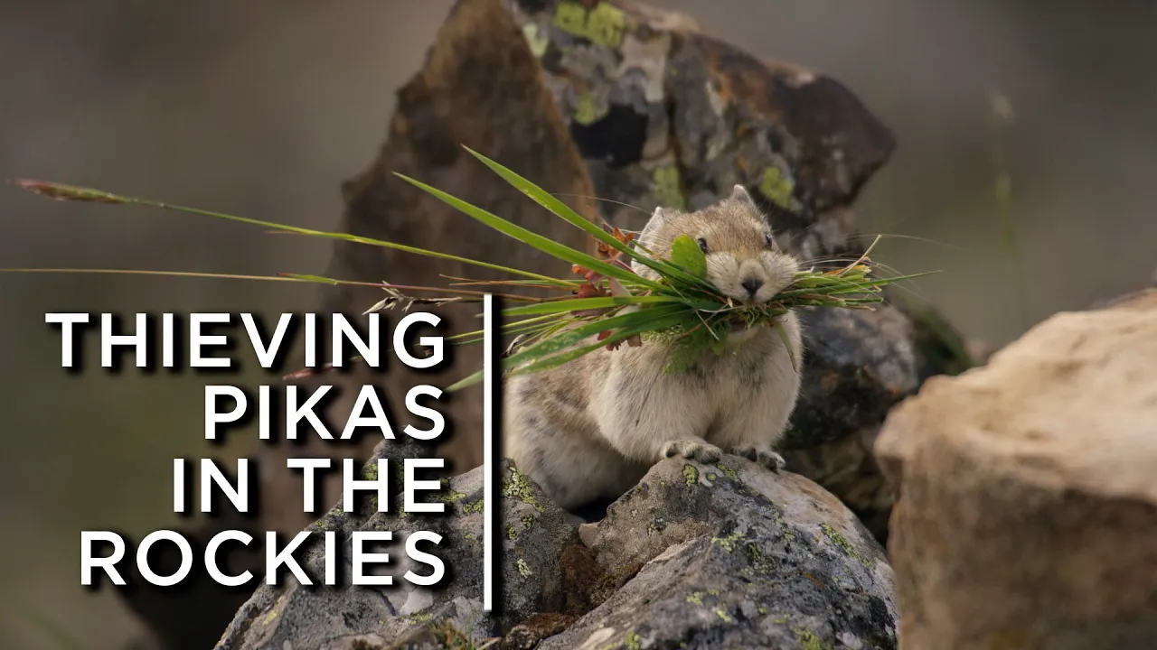 Outline Video Pikas in the Rockies steal from their neighbours to survive