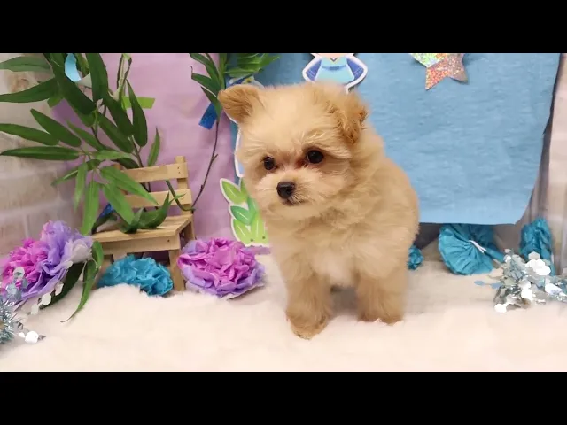 動画