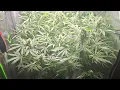 Shangri-la Dispensary Review Sour Tangie Update
