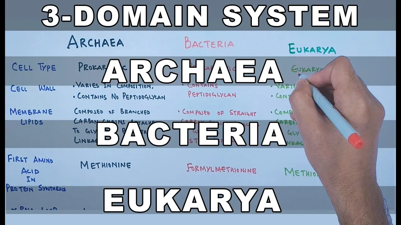 Archaea , Bacteria , Eukarya