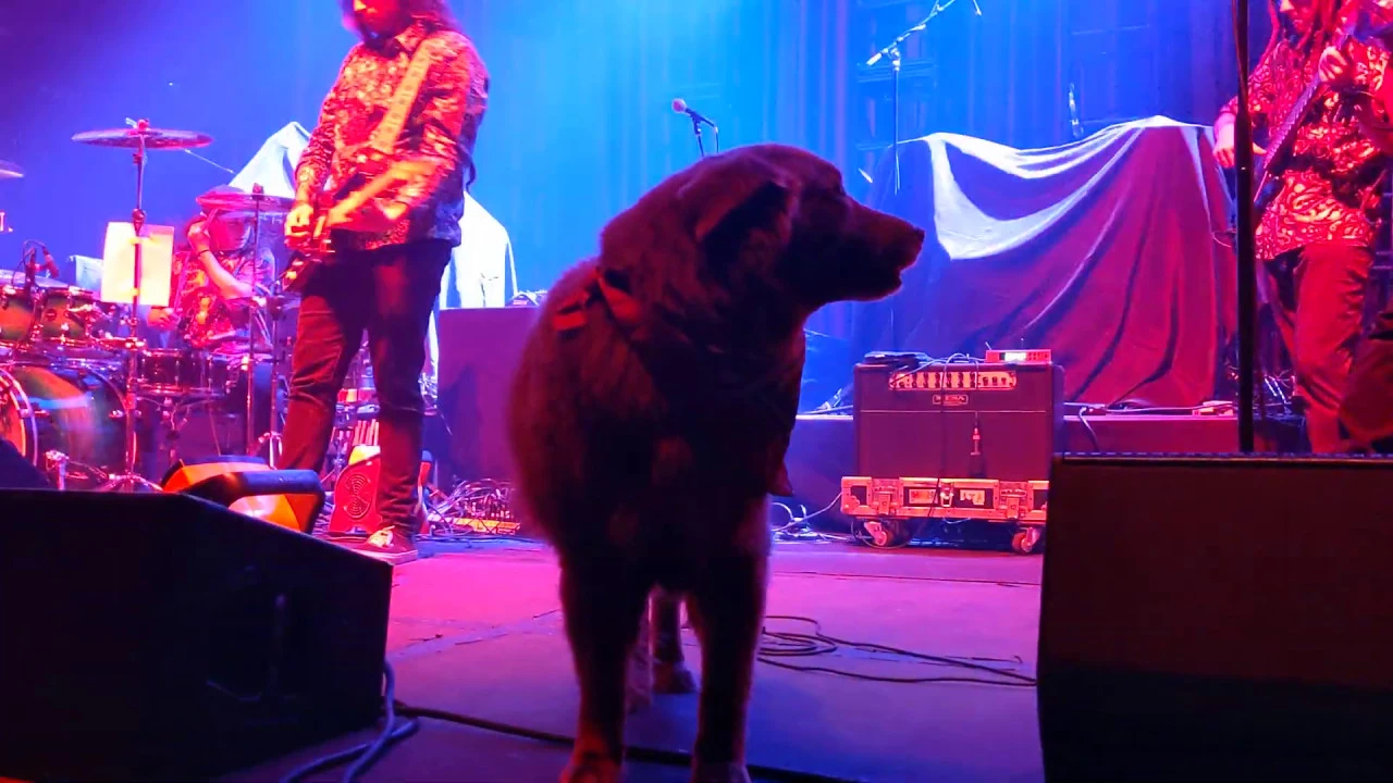 Give Thanks Iya Terra Stick Figure Brooklyn Bowl Las Vegas New Year's Eve 2019