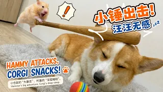 Dog Why am I so dizzy after a nap
