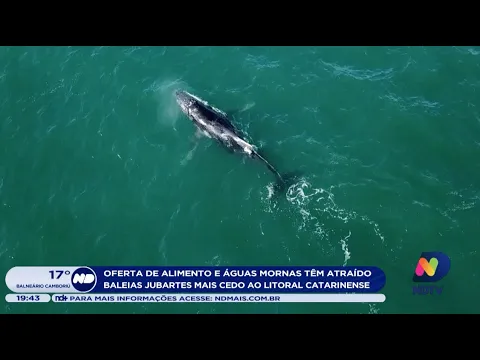 Oferta de alimento e águas mornas têm atraído baleias jubartes mais cedo ao litoral catarinense