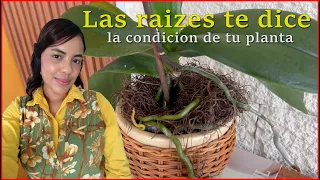 Sabias que la raises de tus orquídeas te dice si tu planta esta bien o esta a punto de secarse