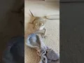 Download Lagu POV: one of the strongest relationships on the internet🦎🧦 #pet #lizard #beardeddragon#new #reptile