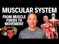 Muscular System Structure Contraction and Regional Muscles FULL LECTURE