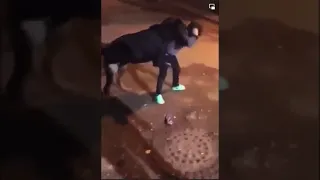 أه يابن المتناكة فيديو الكلب دندنها