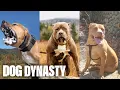 RIP The Fallen Legends Of DDK9s DOG DYNASTY