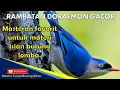 Download Lagu Masteran Rambatan Loreng Doraemon Gacor || Materi Isian Burung Lomba