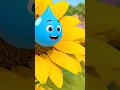 Download Lagu Water drop flowing through sunflower