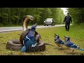 Download Lagu Rescuing a Blue Jay Family from a Venomous Snake by the Road – A Heartfelt Moment