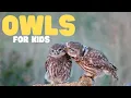 Download Lagu Owls for Kids | Learn fun facts about these cool birds!